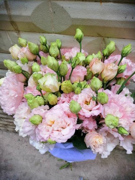 肉粉洋桔梗 商品图1