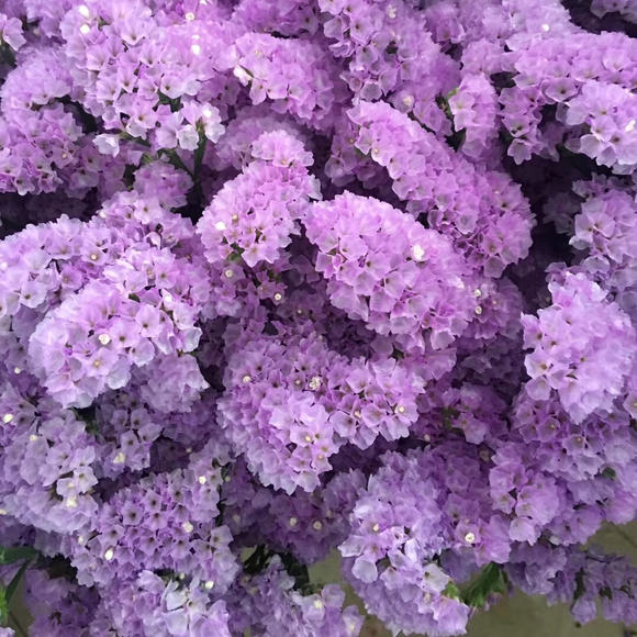 花农 勿忘我 浅紫色