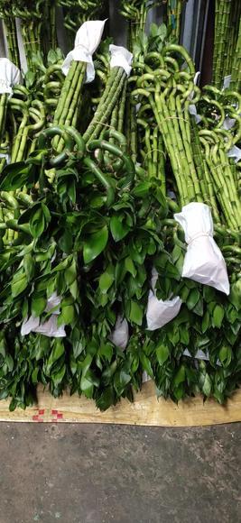 转运竹 商品图3