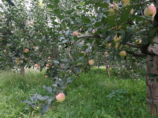 陈勇志 酵素苹果8斤 八年口碑好评如潮，口感好 【顺丰包邮 】 商品图12