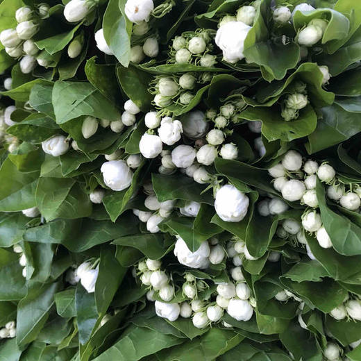香气十足的茉莉花 商品图2