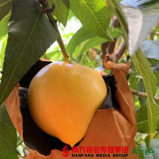 山东沂蒙山黄金油桃 （18个左右）4.5斤 商品图3