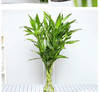 富贵竹 商品缩略图0