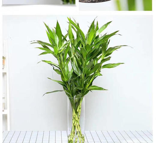 富贵竹 商品图0