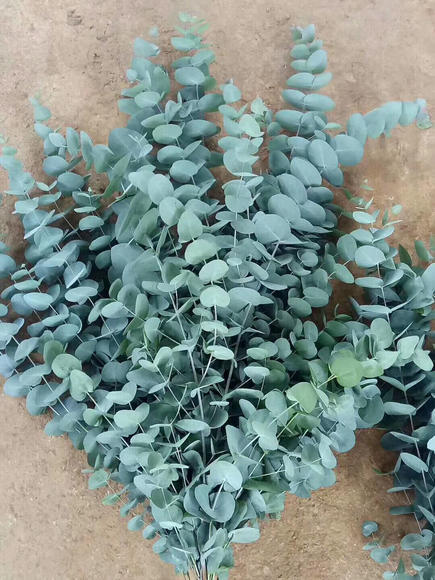 大叶多支尤加利 商品图1