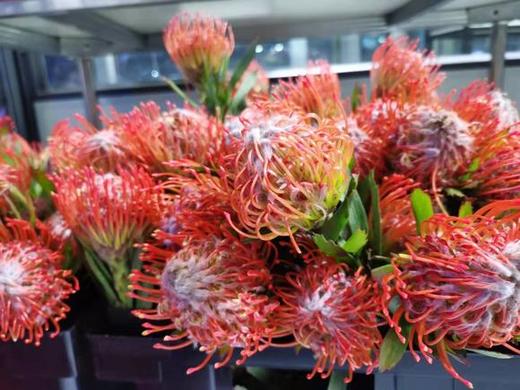 进口 针垫 红色 商品图2