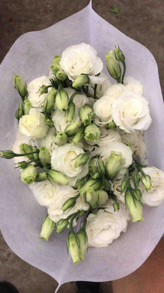 大扎洋桔梗 白 商品图1