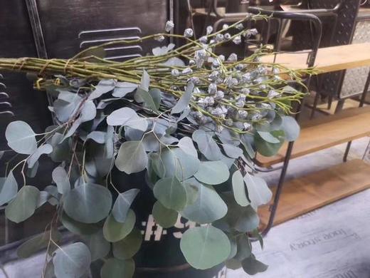 苹果叶尤加利 圆叶尤加利 商品图3