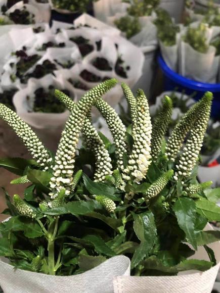 鼠尾 白色 商品图1