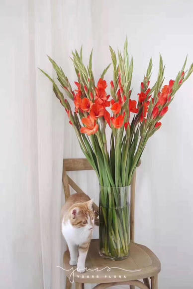 剑兰 红色 商品图1