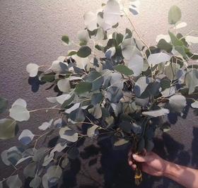 苹果叶尤加利 圆叶尤加利