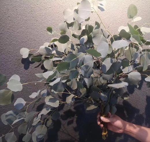 苹果叶尤加利 圆叶尤加利 商品图0