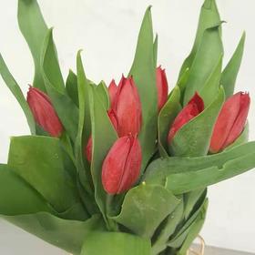 荷冠郁金香 单瓣红色