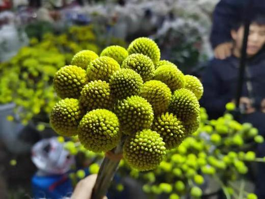 黄金球 商品图2