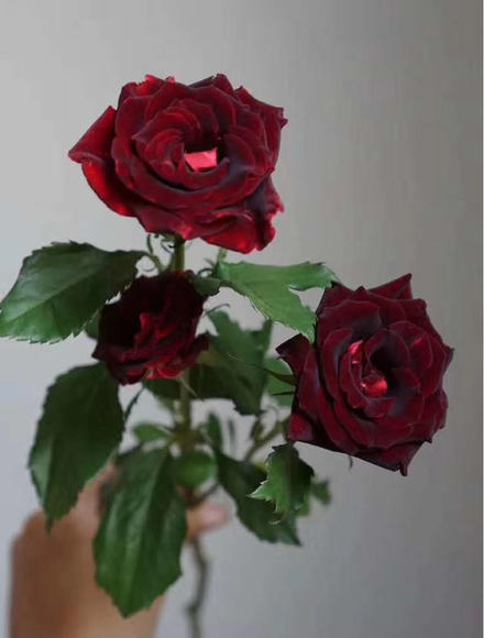 多头玫瑰 紫罗兰 商品图1