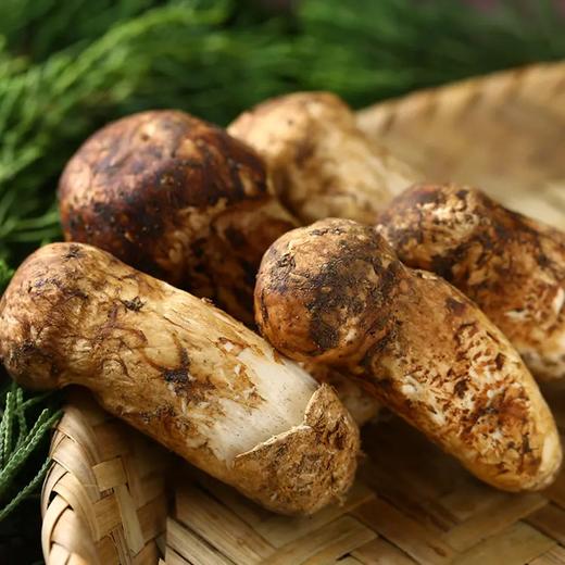 云南香格里拉 新鲜野生特级松茸 9-12cm