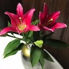百合 红百合双头西诺红 商品缩略图0