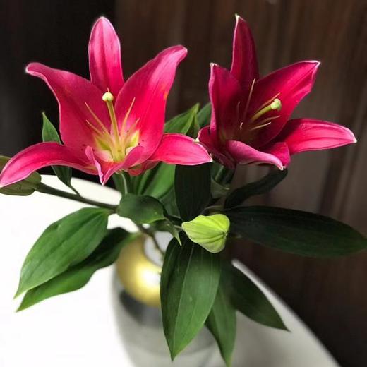 百合 红百合双头西诺红 商品图0