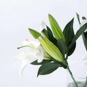 白百合 西伯利亚三头