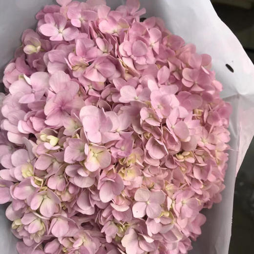 绣球 粉色浅粉色 商品图1