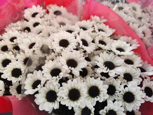 小菊 挑色朋友圈选色 商品图5