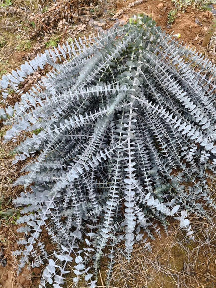 小叶多支尤加利 蓝宝贝A 商品图4