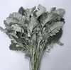 银叶菊 商品缩略图0