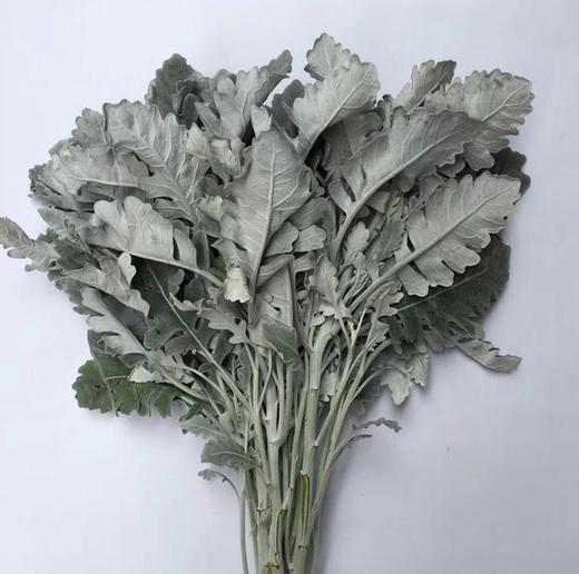 银叶菊 商品图0