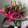 百合 红百合双头西诺红 商品缩略图4