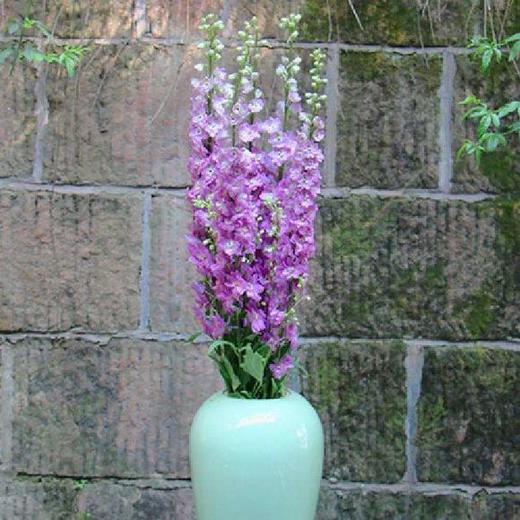 大飞燕 A级 商品图2