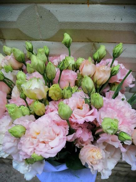 肉粉洋桔梗 商品图2