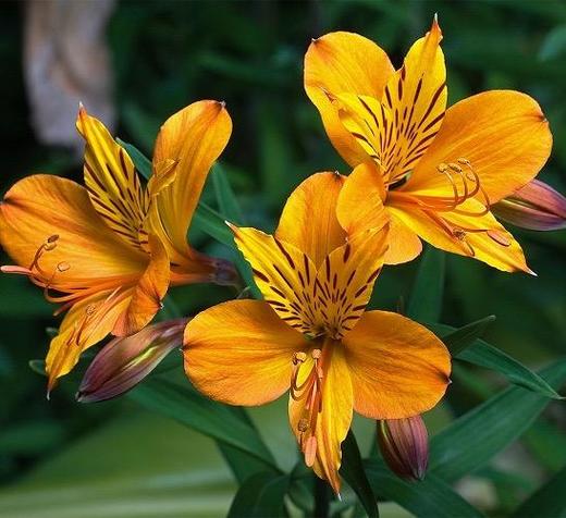 水仙百合10支 橙色 商品图0