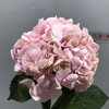 绣球 粉色浅粉色 商品缩略图3