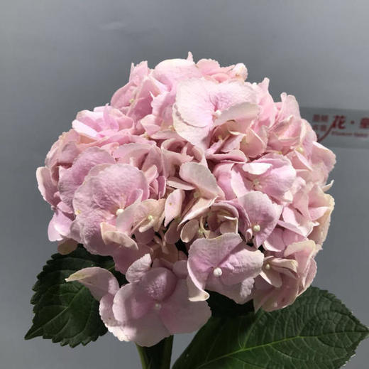 绣球 粉色浅粉色 商品图3