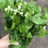 香气十足的茉莉花 商品缩略图3