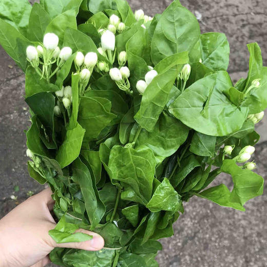 香气十足的茉莉花 商品图3