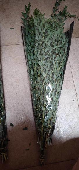 细叶尤加利 商品图4