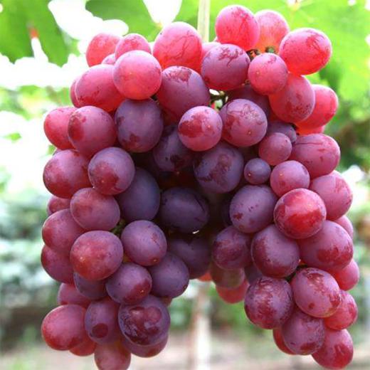 邮政水果卡可用夏日必备爆甜醇香的葡萄上线啦