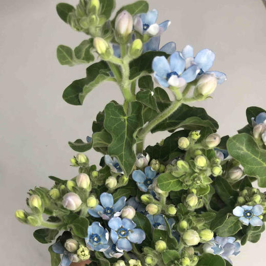 蓝星花 蓝色 圆瓣 商品图3