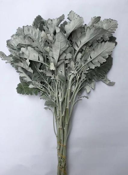 银叶菊 商品图2