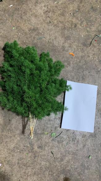 蓬莱松， 商品图3