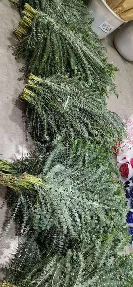 小叶多支尤加利 蓝宝贝A 商品图2