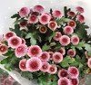 小菊 挑色朋友圈选色 商品缩略图2