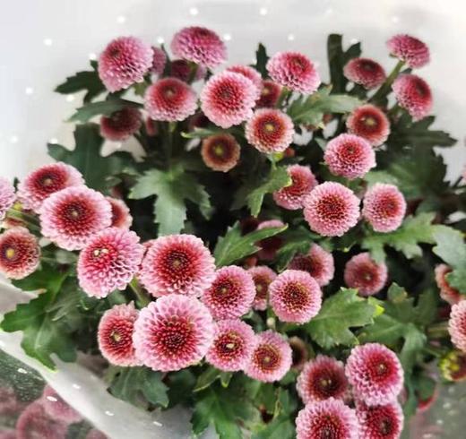 小菊 挑色朋友圈选色 商品图2