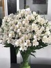 普通白水仙百合白色 商品缩略图1