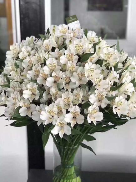 普通白水仙百合白色 商品图1