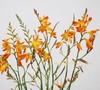火焰兰 橙色 商品缩略图0