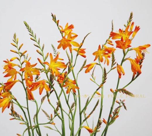 火焰兰 橙色 商品图0