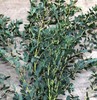 细叶尤加利 商品缩略图2