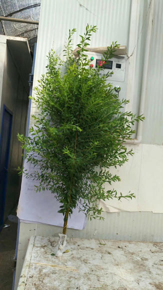 雪柳叶 商品图2